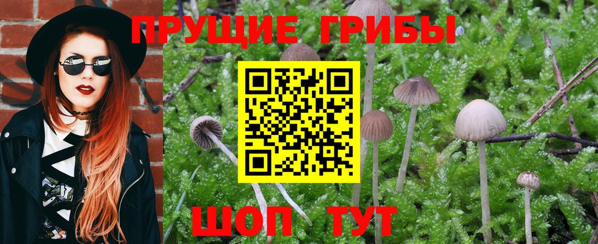 Псилоцибиновые грибы Psilocybine cubensis Морозовск